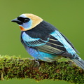 Golden-hooded Tanager (Tangara larvata)